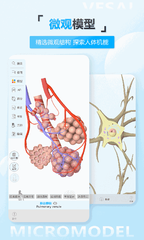 維薩里3D解剖教學